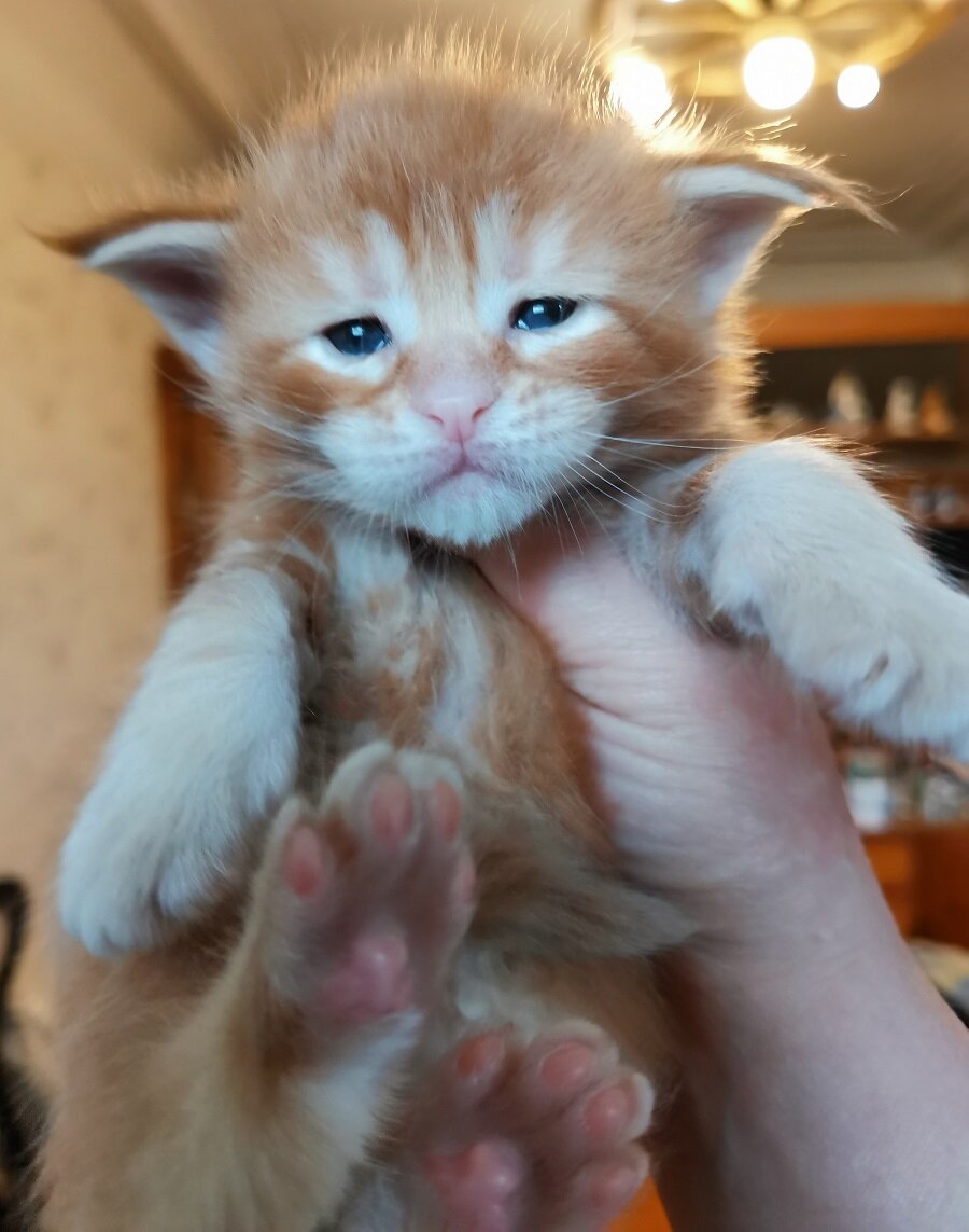 Котенку 3 недели