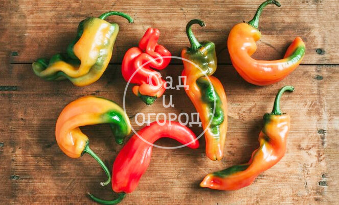 Крючковатый перец выглядит некрасиво