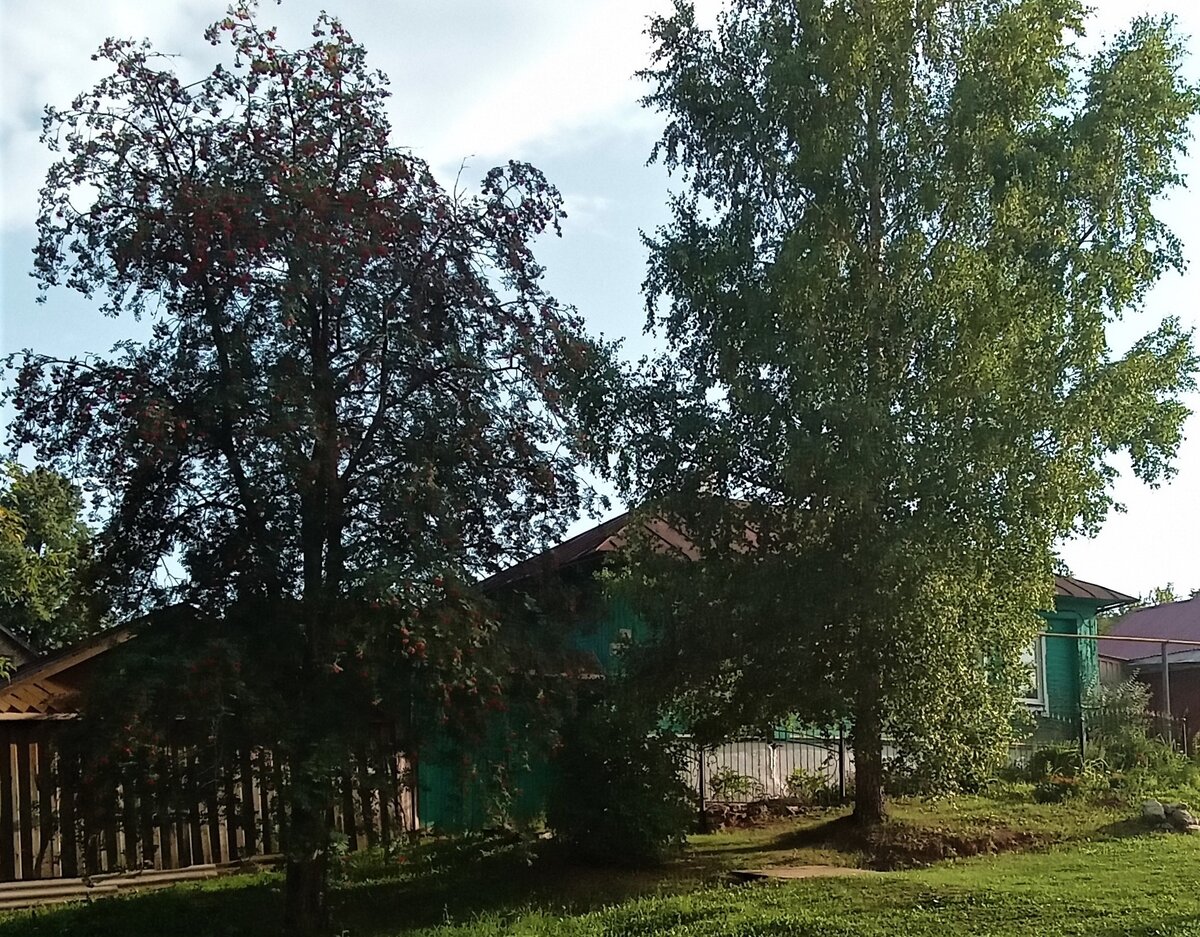 Зеленый дом под сенью деревьев. Фото автора канала.