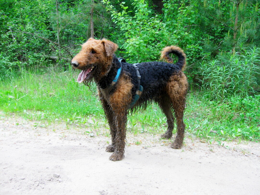 На фото: эрдельтерьер Аякс после купания в грязи