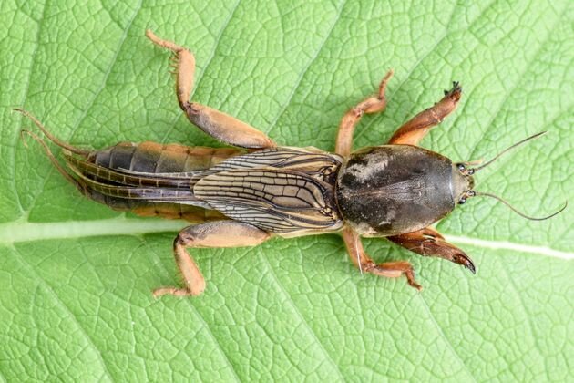 медведка  или гриллотальпа