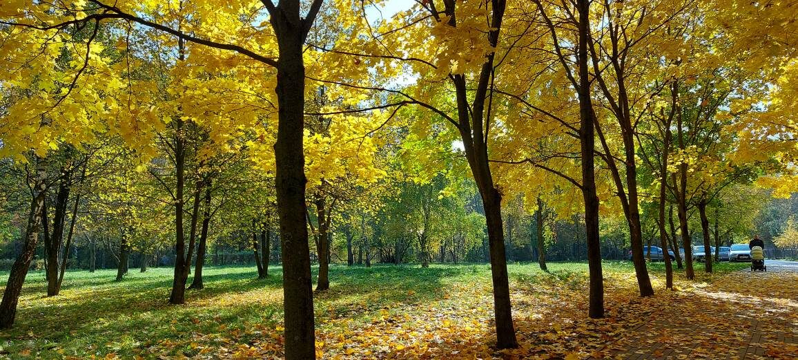 Осень такая осень