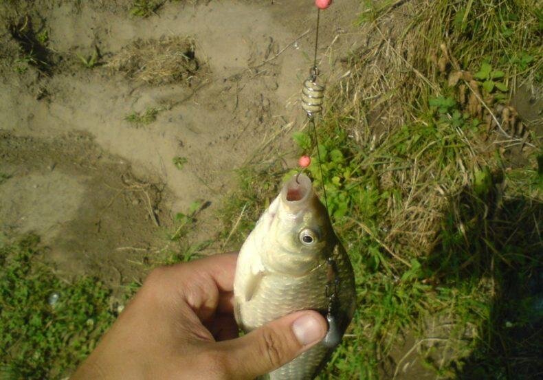 Фото с сайта: https://rybakexpert.ru