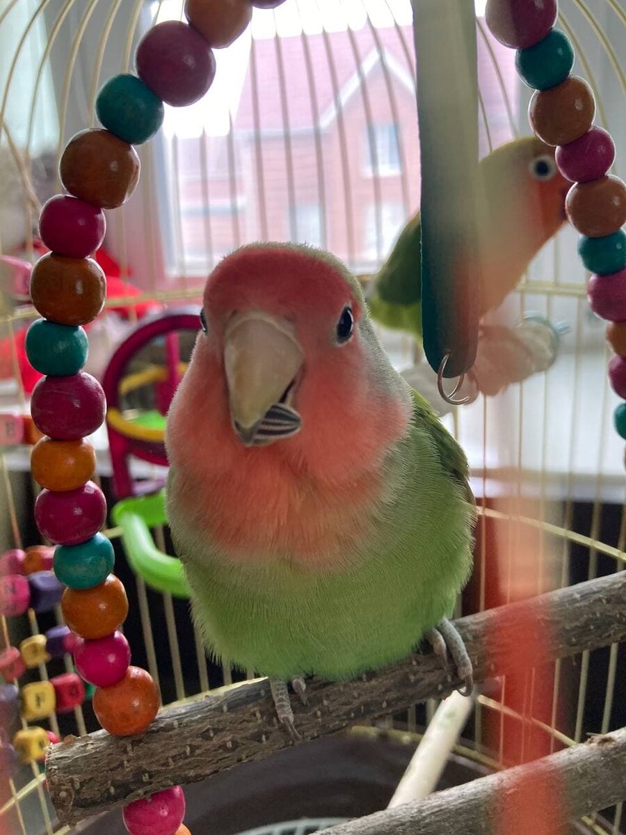 Полное руководство по содержанию домашних попугаев-неразлучников