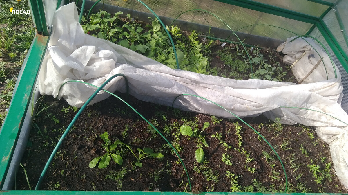 Спереди - весенние посевы, в т.ч. астры. На дальней грядке - то, что я сеяла под зиму.