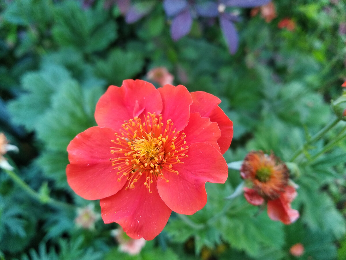 Цветок полумахровый, сначала красно-оранжевый, потом выгорает в рыжину