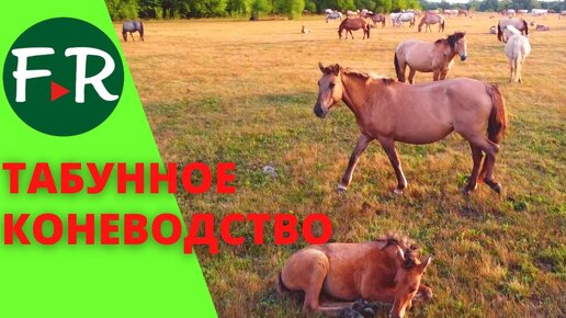 Скачать видео: Табунное коневодство. Лошади башкирской породы на пастбище. Ранчо на Урале