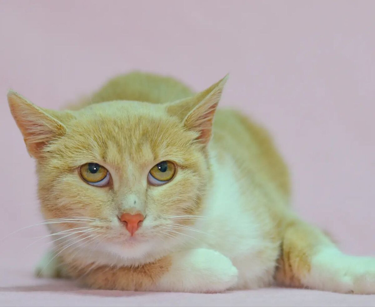 Кот мафин. Кот Маффин. Обворожительный кот. Веймар с розовым носом.