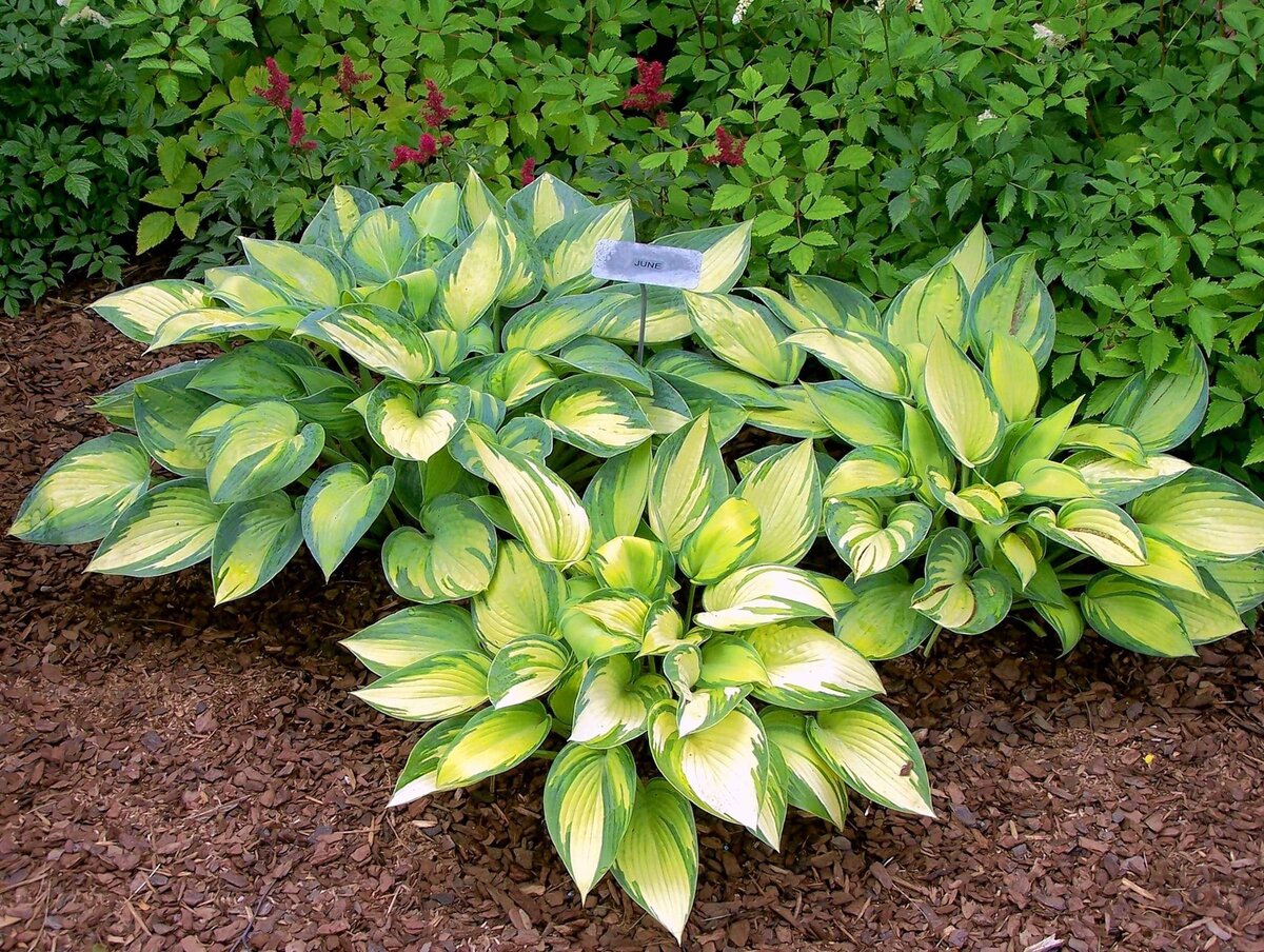 Хоста Зибольда