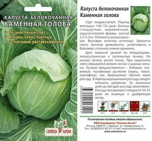 Квашение капусты - как не делать ошибок. Как исправить ошибки при засолке капусты