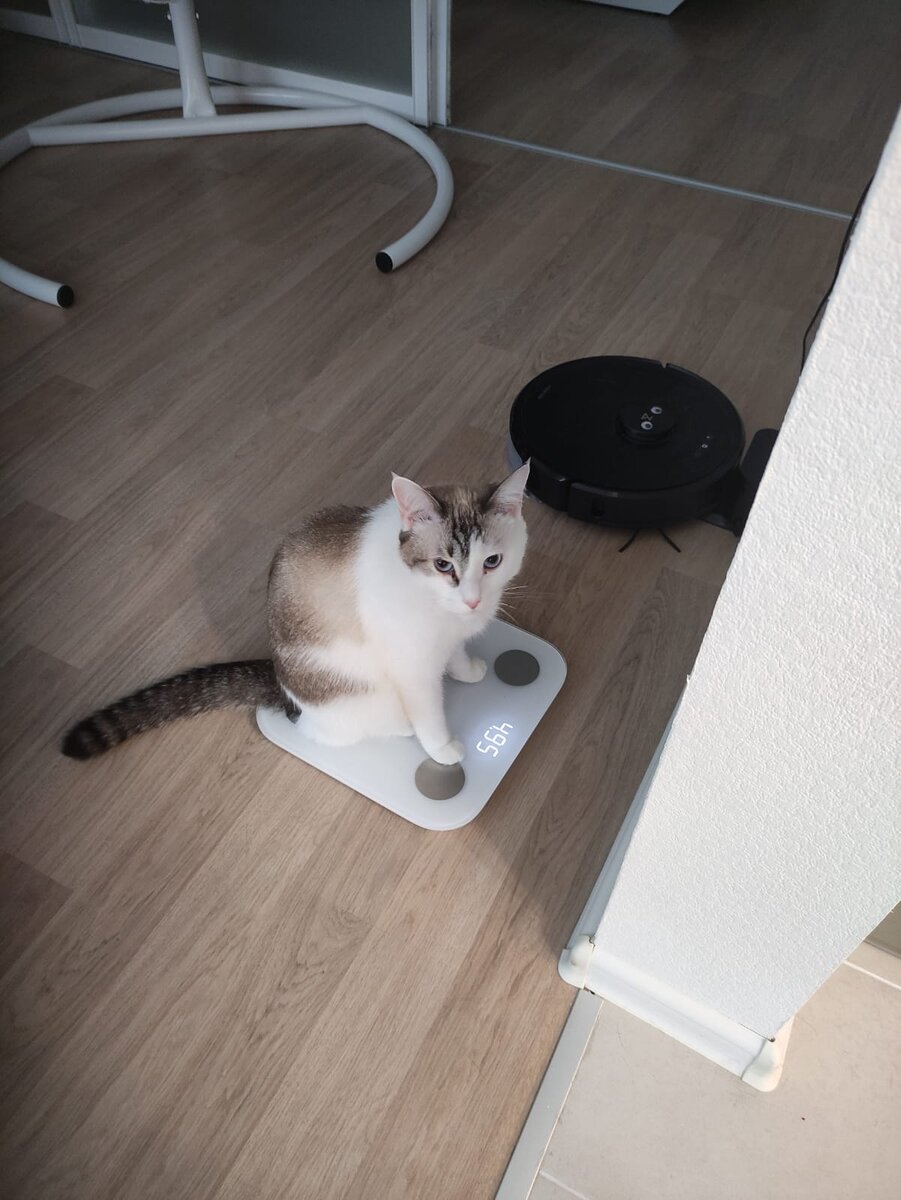 Взвешиваем котятину