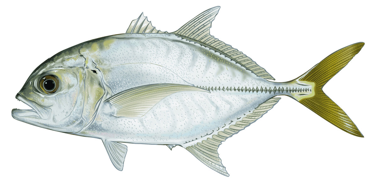 Caranx latus