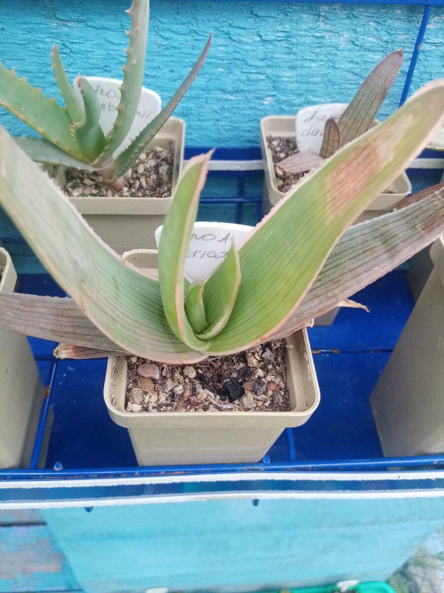 Aloe striata