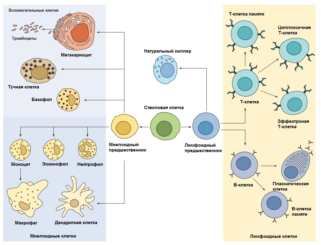 Дифференцировка клеток костного мозга в клетки иммунной системы. Плюрипотентные стволовые клетки в костном мозге развиваются в разные типы клеток иммунной системы. Общий лимфоидный предшественник дифференцируется в лимфоидную линию (Т, В и натуральные киллеры). После стимуляции антигеном Т-клетки дифференцируются в различные субпопуляции эффекторных Т-клеток, тогда как В-клетки дифференцируются в
антителосекретирующие плазматические клетки.
Общий миелоидный предшественник развивается в миелоидную линию, которая включает мегакариоциты (красные) и лейкоциты, то есть моноциты, макрофаги, дендритные клетки, тучные клетки, нейтрофилы, эозинофилы и базофилы (желтые). Последние три циркулируют в крови и называются гранулоцитами, так как содержат цитоплазматические
гранулы. Незрелые дендритные клетки представляют собой фагоцитирующие мигрирующие клетки, проникающие в ткани, они функционально созревают после контакта с патогеном. Моноциты и тучные клетки также созревают в тканях после антигенной стимуляции. Источник: doi:10.1128/9781555818890.ch2.f2.8