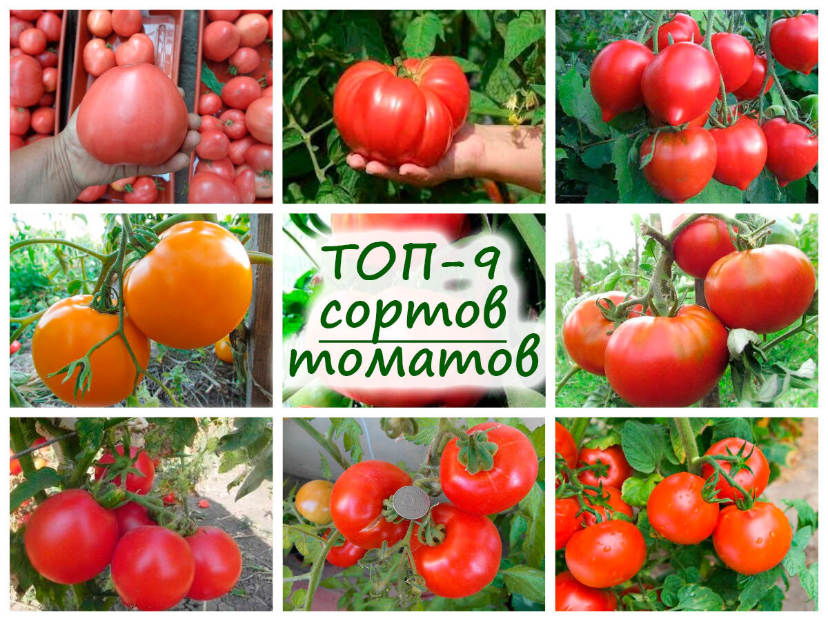 томаты для сока лучшие сорта