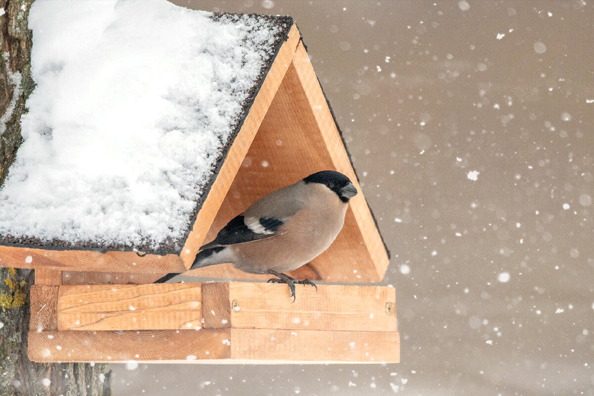 Самка снегиря