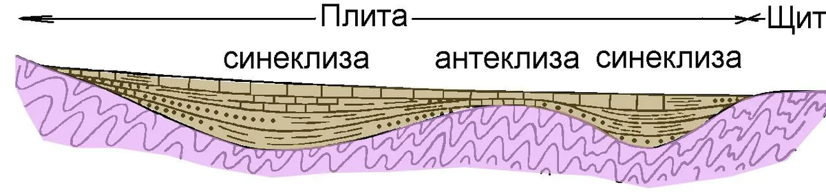 Антеклизы, синеклизы и щиты. Щит - это участок плиты, где фундамент выходит на поверхность.