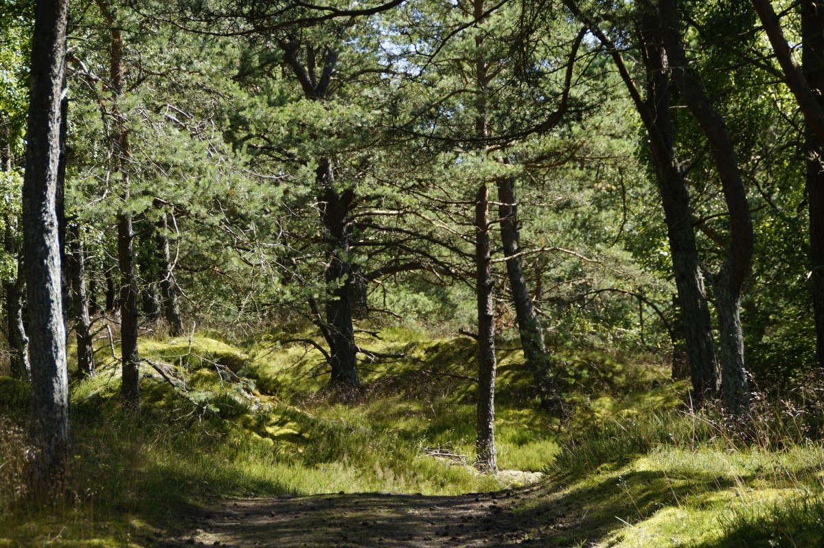 https://pxhere.com/ru/photo/700888