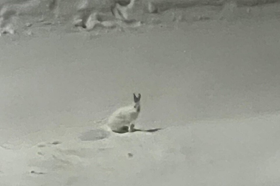     «Это к счастью!»: в Новосибирске на аллее прохожие заметили зайца-беляка. Фото: "Подслушано Кольцово (Новосибирск)"