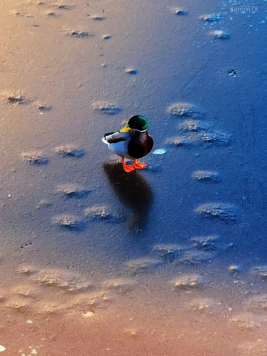 Huawei P40 Pro