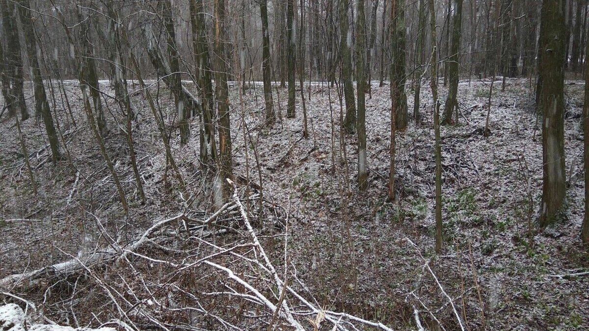     В поселке Васильево Зеленодольского района двое неизвестных решили устроить бойню местным собакам. Об этом очевидцы рассказали в региональных Telegram-каналах.