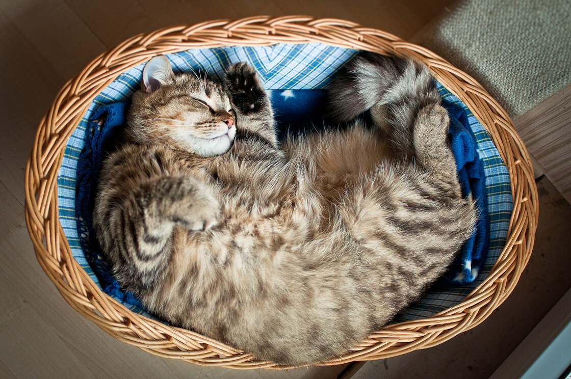 Котики в корзинке. Кошка в лукошке. Домашние коты. Кошки дома картинки