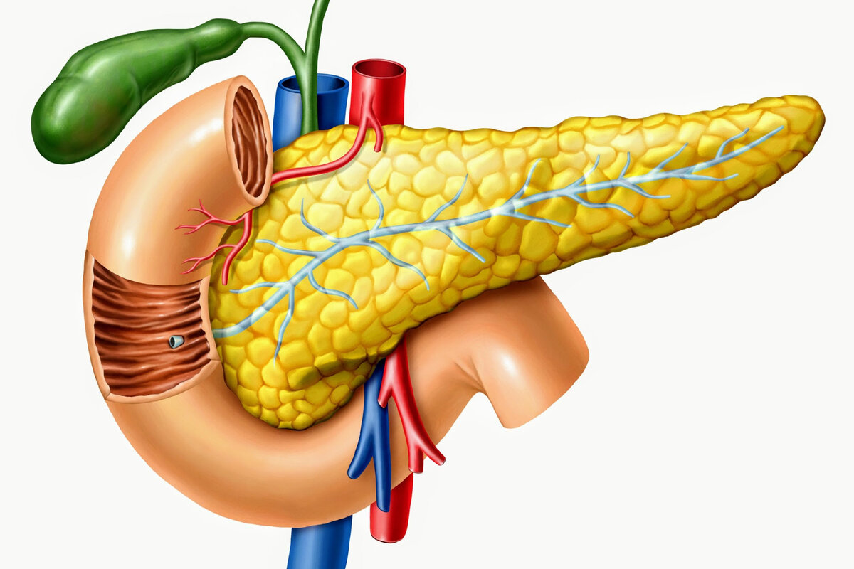 Поджелудочная железа картинка красивая