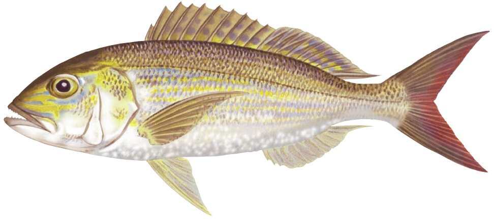 Pristipomoides multidens