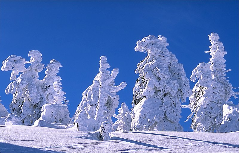 Andreas Tille  Rime ice on trees on the Brocken (mountain), Harz, Germany http://fam-tille.de/harz/brocken/2001_057.html