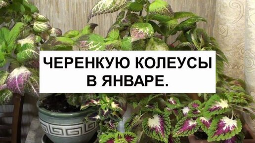 Черенкую колеусы в январе.