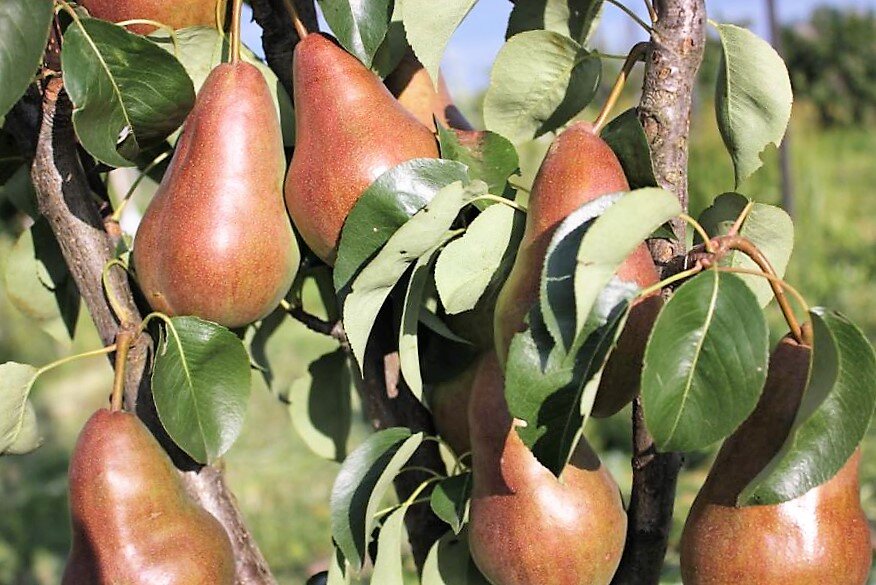 сорт Брянская красавица