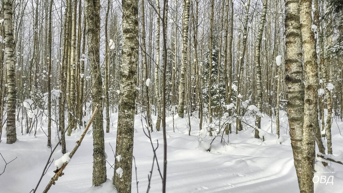 Зимний лес прекрасен, но безлик