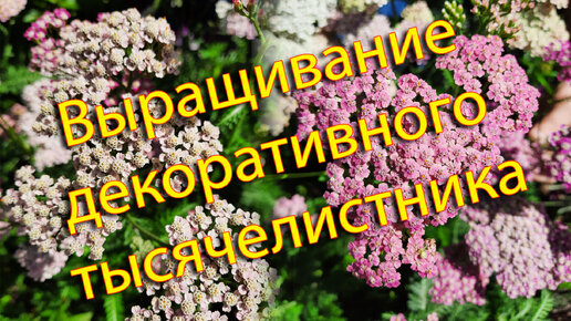 Выращивание декоративного тысячелистника: от посева семян до цветения