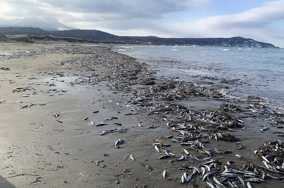     Специалисты исследовали территорию Фото: СКТУ ФАР