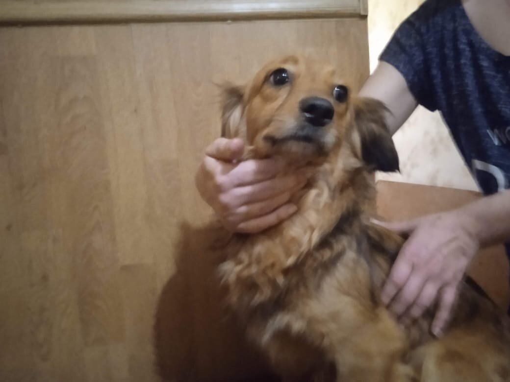 Девочка красотка. Помесь кого то с кем то