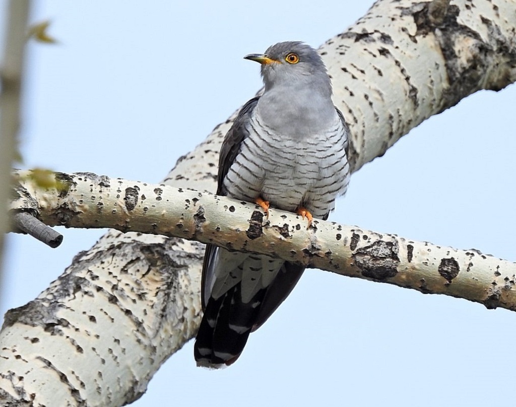 Из открытых источников