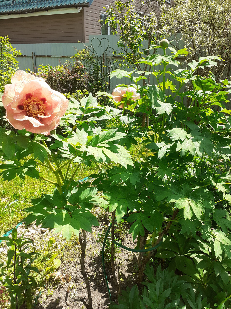 Пион Nike с опорой