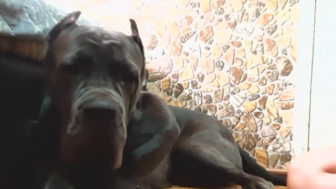 Кане Корсо Гром