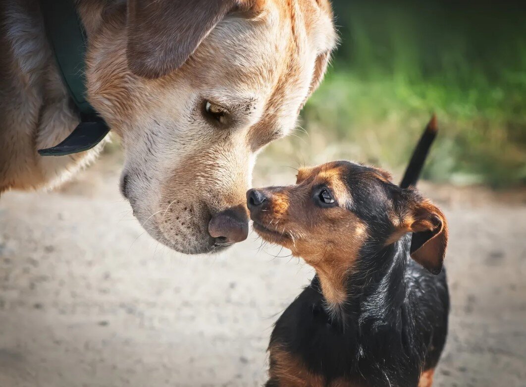 почему собаки нюхают человека. почему собаки нюхают человека. почему собаки нюхают человека. собаки нюхаются. почему собаки нюхают человека.