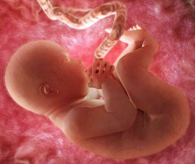 Prenatal Development Timeline Sutori