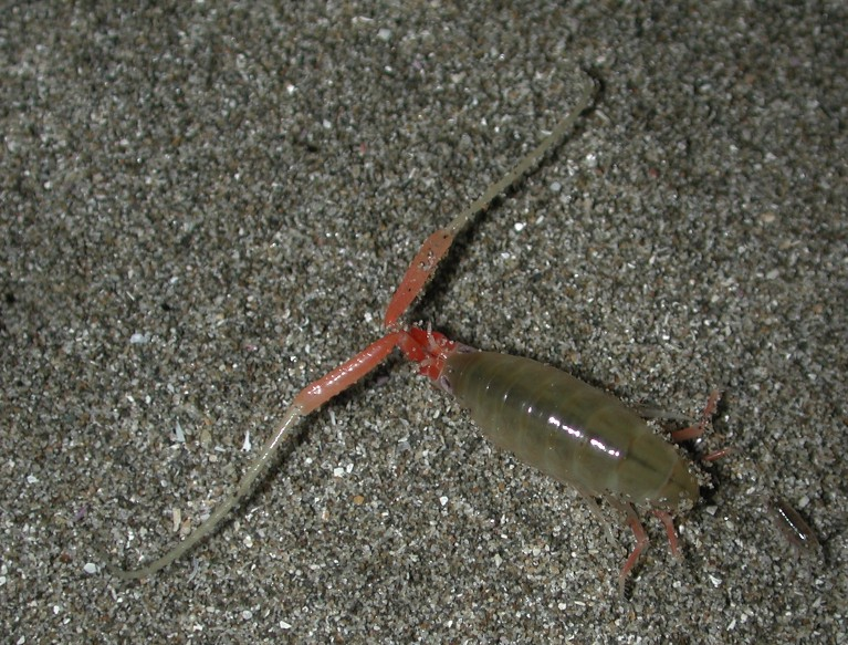 Некоторые виды бокоплавов выглядят жутковато. Но это не значит, что они питаются вашей кровью! 