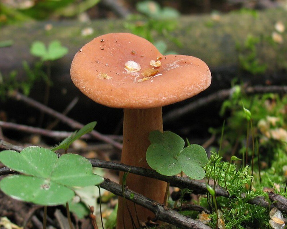 Груздь красно коричневый. Млечник неедкий оранжевый. Краснушка (Lactarius subdulcis).. Млечник гриб. Млечник неедкий гриб.