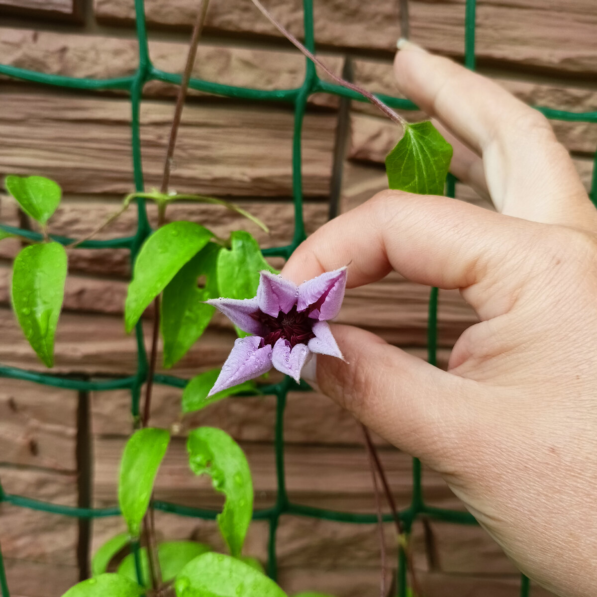 Внутри фиолетовый