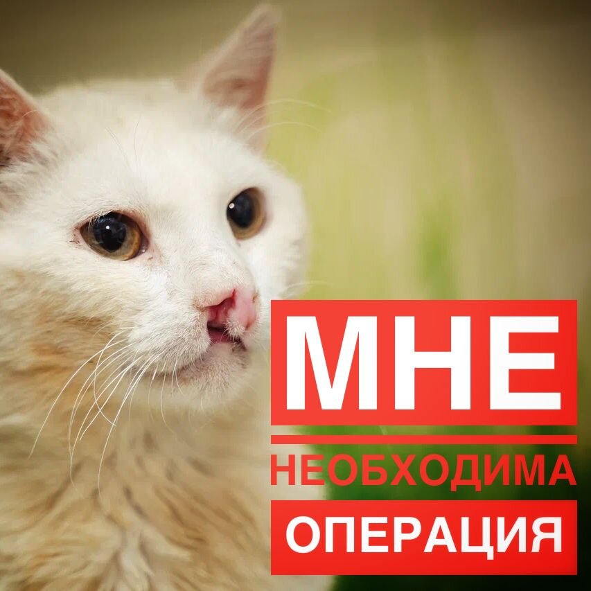 Кокосу необходима операция, денег у волонтеров нет...