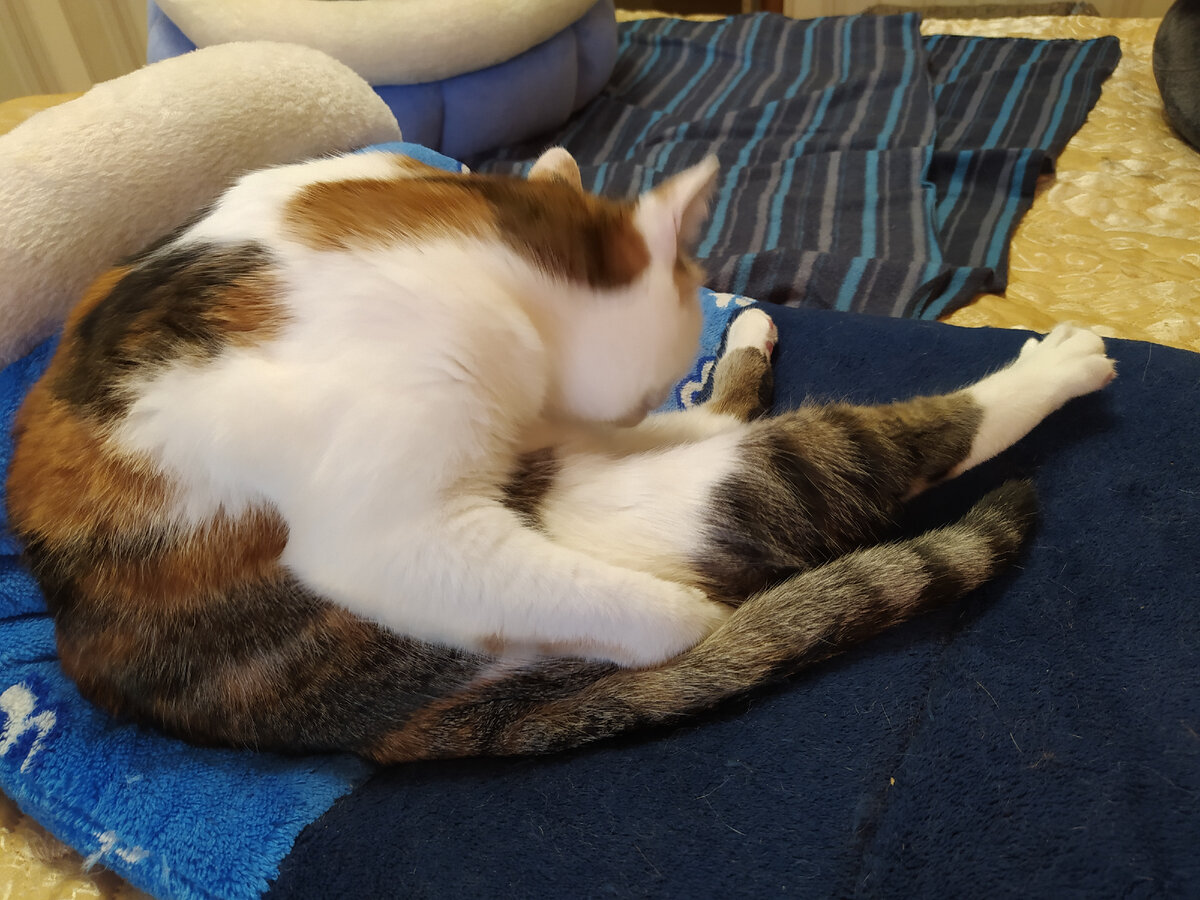 И где тут совесть искать? 