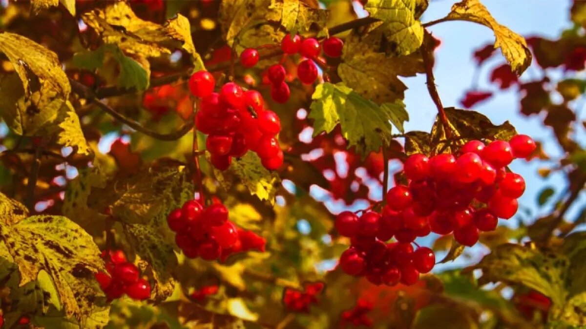Бабье лето. Фото: pixabay.com