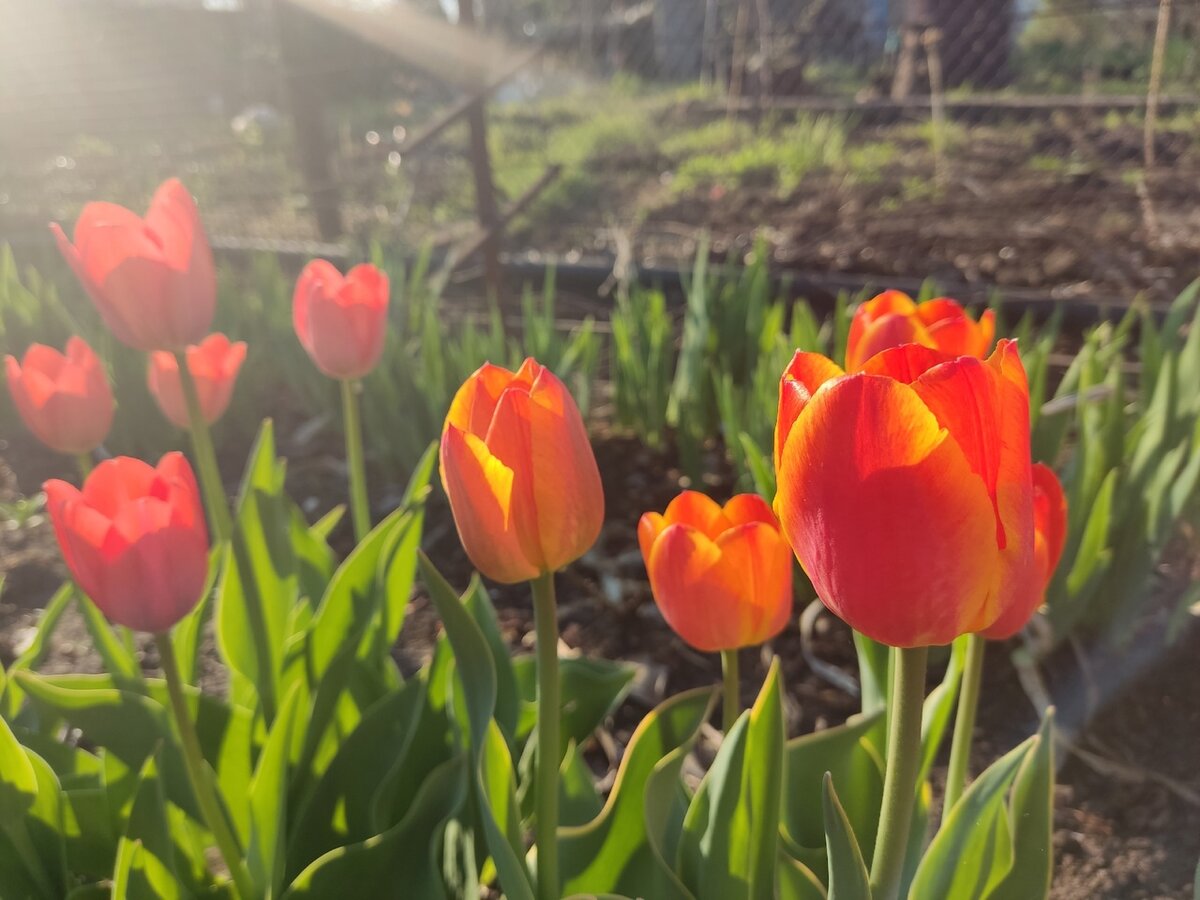 Тюльпаны на утренней заре