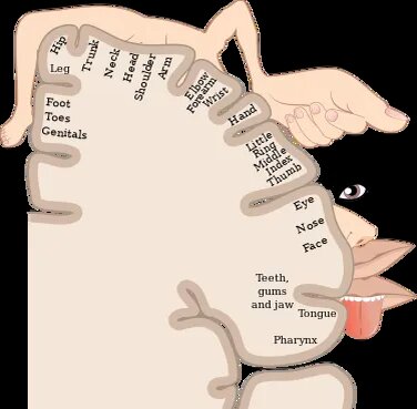 (Sensory Cotrical Homunculus) Source : https://en.wikipedia.org/wiki/Cortical_homunculus