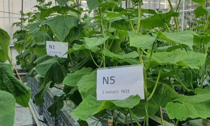    Управление азотными подкормками в теплице вместо пестицидов