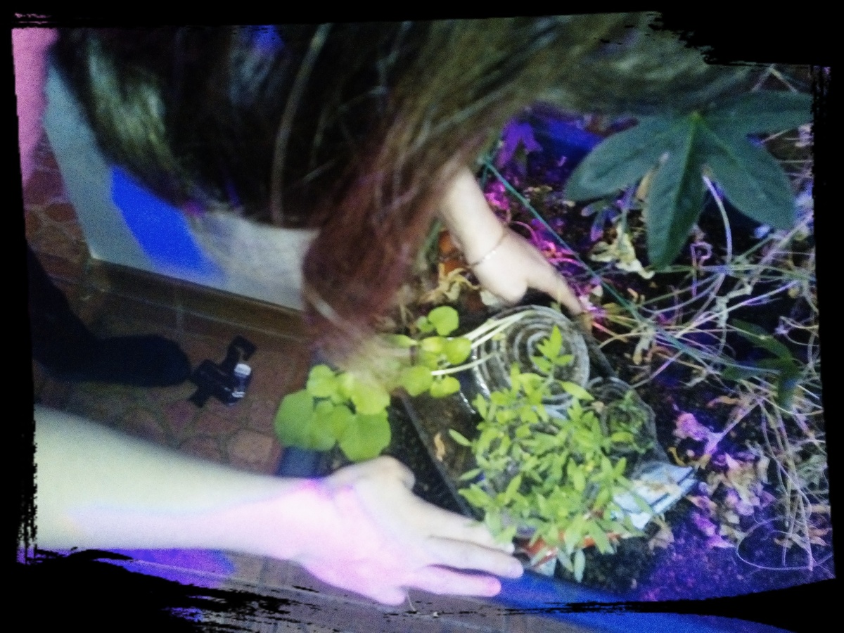 Результат не превзошёл ожидания, что-то пошло не так!!! Наверно в это время было мало солнца, и наступило временное похолодание на неделю до -15, и поэтому проклюнулось около30% семян.